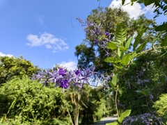 Petrea volubilis