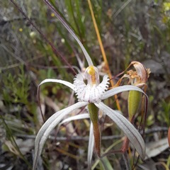 Caladenia varians