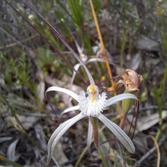 Caladenia varians