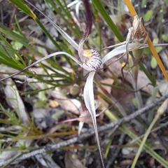 Caladenia varians