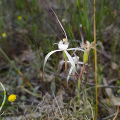 Caladenia varians
