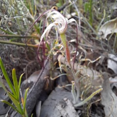 Caladenia varians