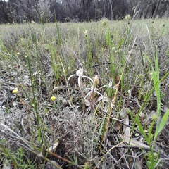 Caladenia varians