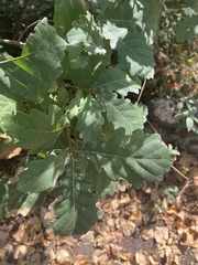 Quercus petraea
