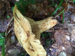 Lactarius intermedius