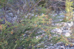 Acacia gordonii