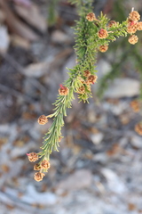 Acacia gordonii