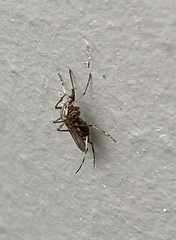 Aedes vittiger
