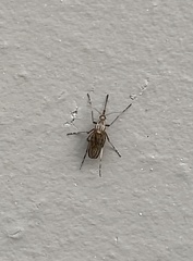 Aedes vittiger