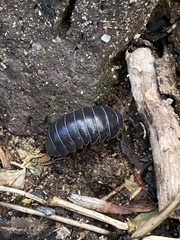 Armadillidium vulgare