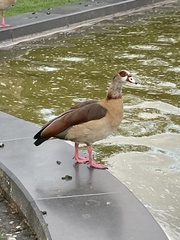 Alopochen aegyptiaca