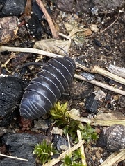 Armadillidium vulgare