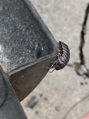 Armadillidium vulgare
