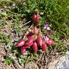 Lessertia frutescens