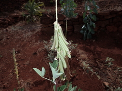 Crotalaria pallida
