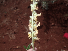 Crotalaria pallida
