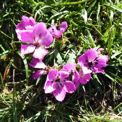 Dianthus seguieri