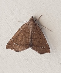 Focillidia texana