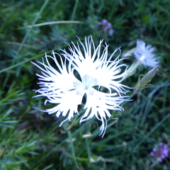 Dianthus hyssopifolius