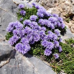 Globularia repens