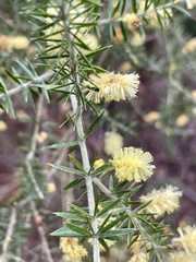Acacia verticillata