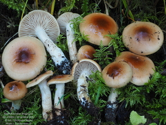 Hygrophorus discoideus