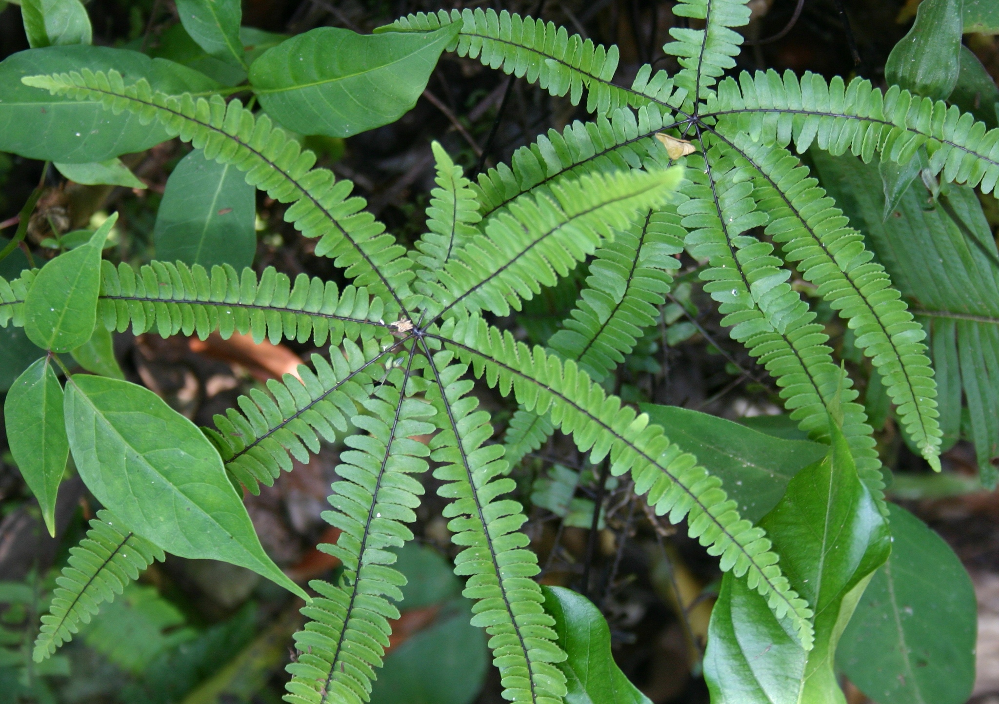 Adiantopsis