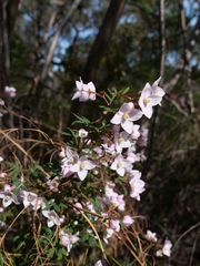 Boronia floribunda