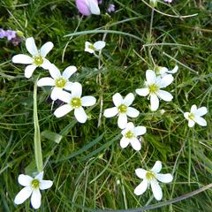 Arenaria grandiflora