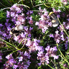 Bombus