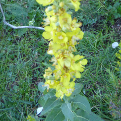 Verbascum