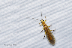 Perloidea