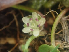 Dichondra micrantha