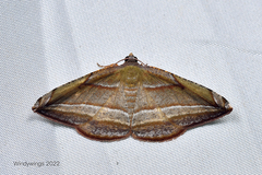Loxotephria olivacea