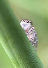 Maratus