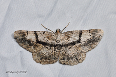 Psilalcis diorthogonia