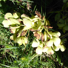 Helleborus foetidus