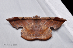 Fascellina chromataria