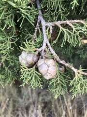 Cupressus sempervirens