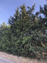 Cupressus sempervirens