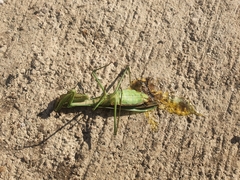 Tenodera sinensis