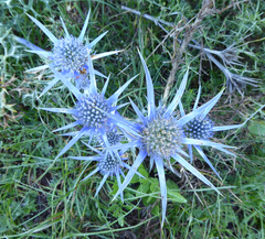 Eryngium bourgatii