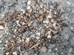 Tetramorium tsushimae