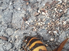 Tetramorium tsushimae