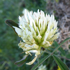 Trifolium ochroleucon