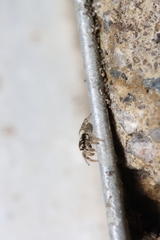 Salticus