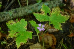 Geranium gracile