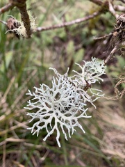 Evernia