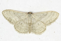 Idaea subsericeata