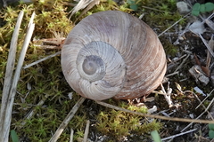 Helix melanostoma